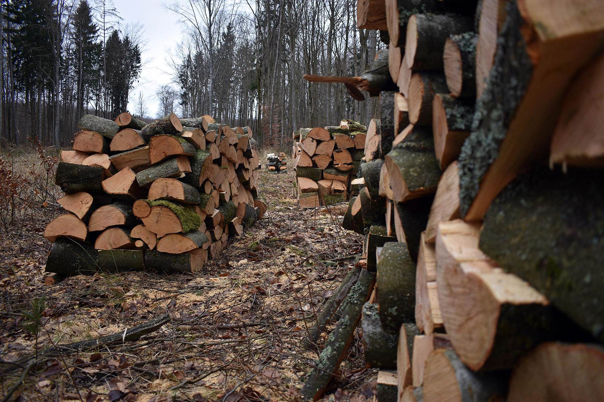 Gestapelte Holzscheite an einem Waldweg